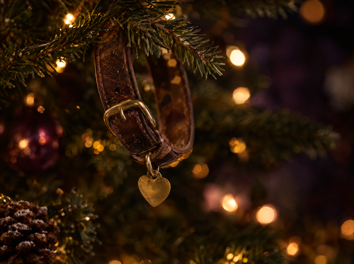 A dog collar hanging on a lit Christmas tree (illustration)